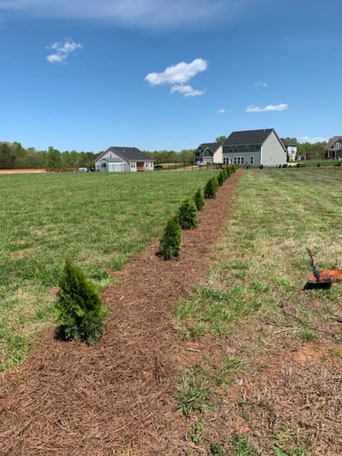 Woodbury-lawns-and-more-pine-needles