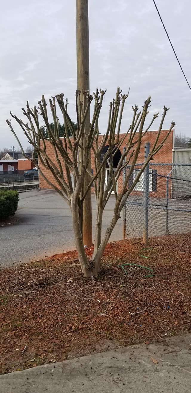 woodbury-lawns-and-more-treetrimming